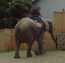 Riding dumbo
